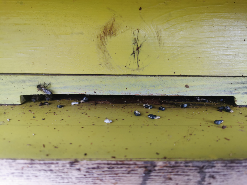 Kalkbrut am Flugloch des Bienenvolkes