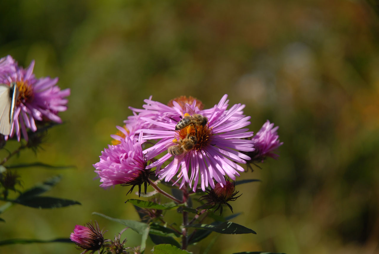 Jardín de abejas: ¿Cómo puedo hacer algo bueno por nuestras abejas?